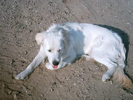 Golden retriever Max. billede 7