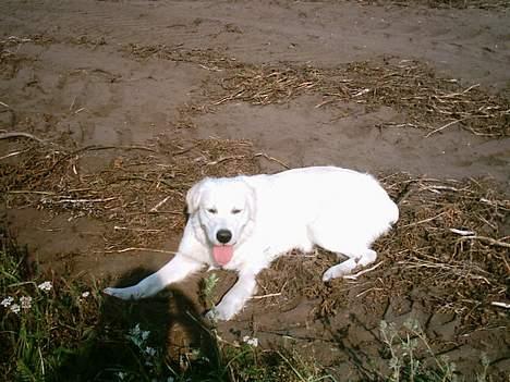 Golden retriever Max. - max ligger i kartoffelmarken billede 8