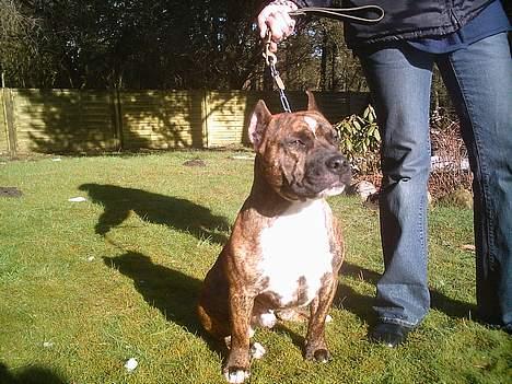 Amerikansk staffordshire terrier Ordior Bugatti (Kentucky) - Her prøver jeg at se intelligent ud.. billede 6