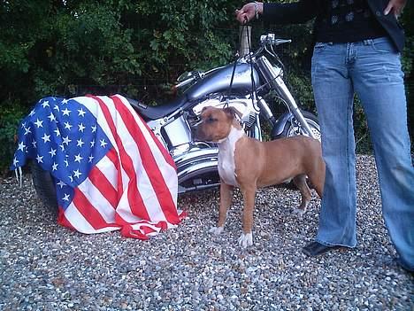 Amerikansk staffordshire terrier Tovdal KAISER WILHELM billede 1