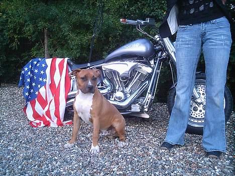 Amerikansk staffordshire terrier Tovdal KAISER WILHELM billede 2