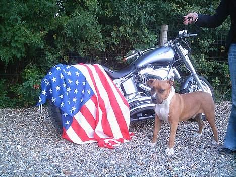 Amerikansk staffordshire terrier Tovdal KAISER WILHELM billede 3