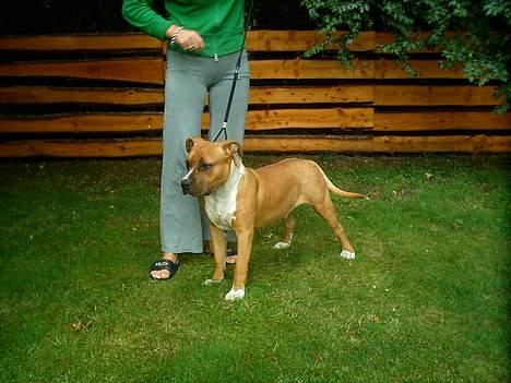 Amerikansk staffordshire terrier Tovdal KAISER WILHELM billede 4