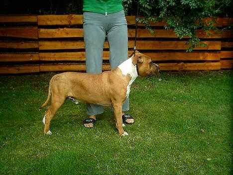 Amerikansk staffordshire terrier Tovdal KAISER WILHELM billede 5