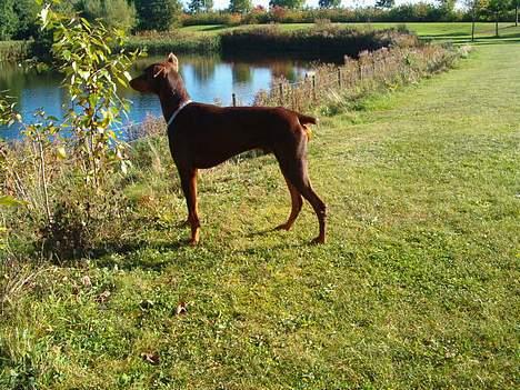 Dobermann Bimse - hvor er nu de dumme ænder.. billede 8