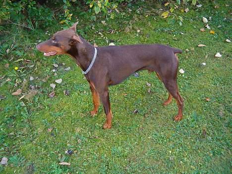 Dobermann Bimse billede 9