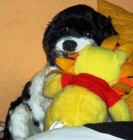 Amerikansk cocker spaniel Zorro - NØØJ en bamse.. gi´ mig gi´ mig.. billede 17