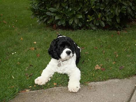 Amerikansk cocker spaniel Zorro - Ville du noget eller...??? billede 18