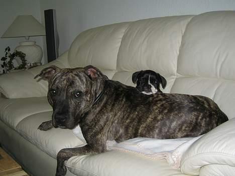 Fransk bulldog Nala - Gasser med storebror Oliver billede 2
