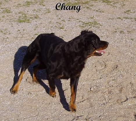 Rottweiler Chang - Chang er med ude at longere en pony billede 14