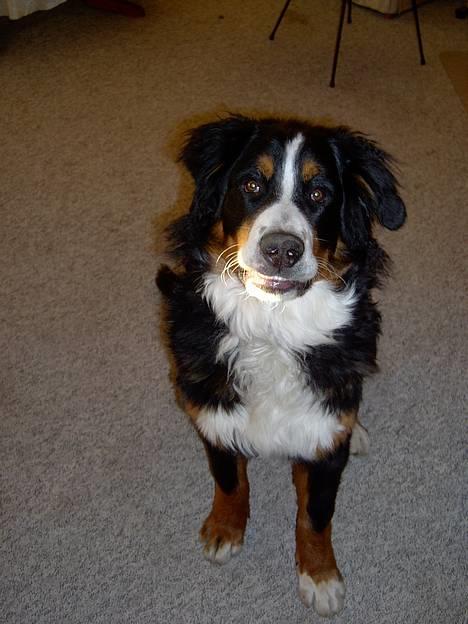 Berner sennenhund Bernhard - hej hej.. billede 1