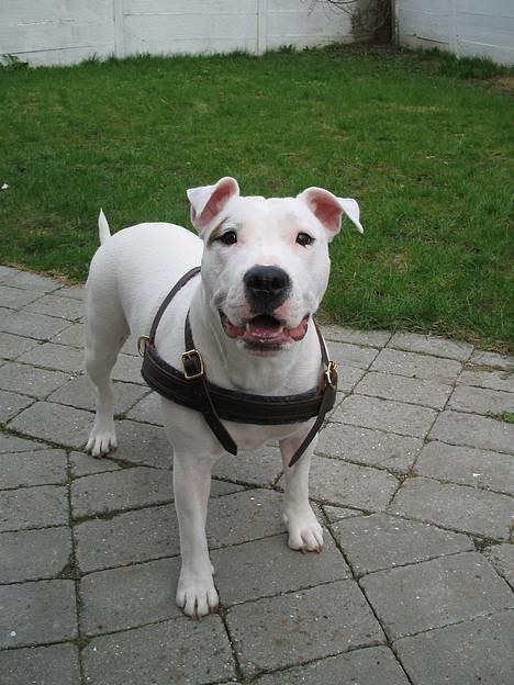 Blanding af racer Misty 15/9-04-25/11-2010 - Kast nu mor, jeg er klar!! billede 12