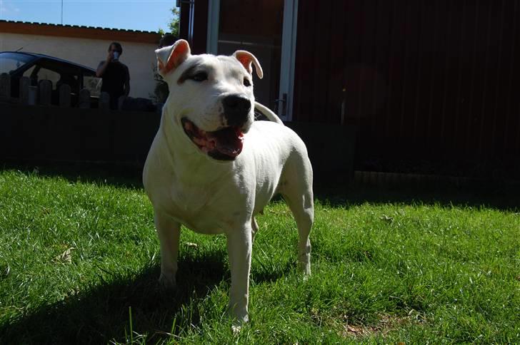 Blanding af racer Misty 15/9-04-25/11-2010 - Dejligt sommer vejr i haven :O) billede 13