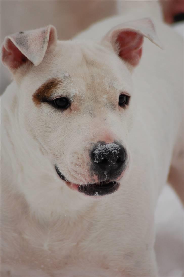 Blanding af racer Misty 15/9-04-25/11-2010 - Misty I sneen :O) billede 14