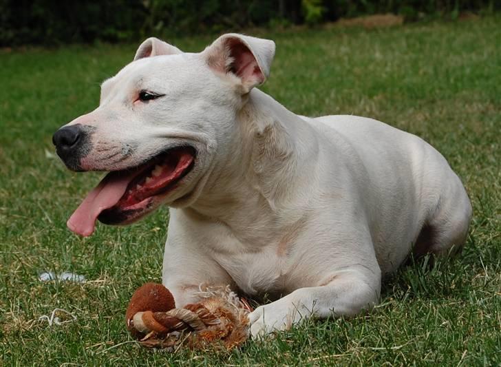 Blanding af racer Misty 15/9-04-25/11-2010 - :O) billede 15