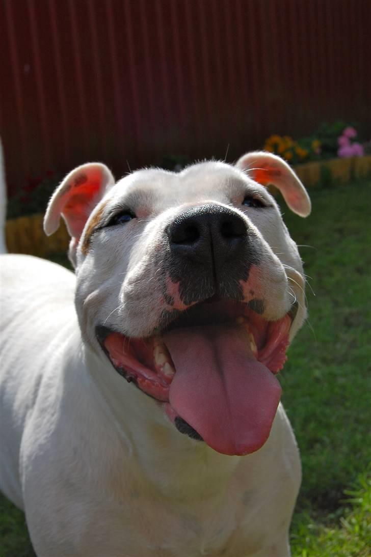 Blanding af racer Misty 15/9-04-25/11-2010 - Smiiil billede 16