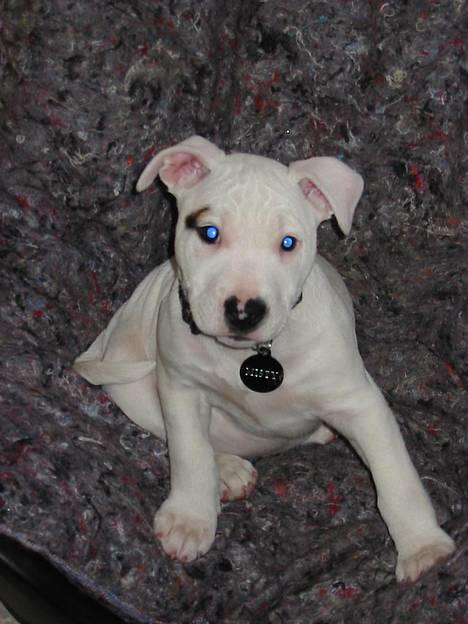 Blanding af racer Misty 15/9-04-25/11-2010 - Hvad laver du??? billede 17