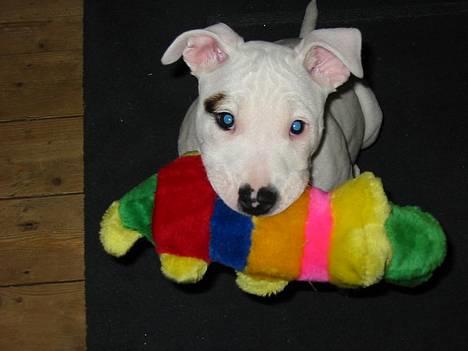 Blanding af racer Misty 15/9-04-25/11-2010 - Misty og hendes yndlings legetøj billede 18