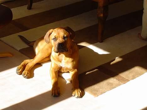 Blanding af racer Malou billede 10