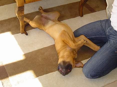 Blanding af racer Malou billede 11