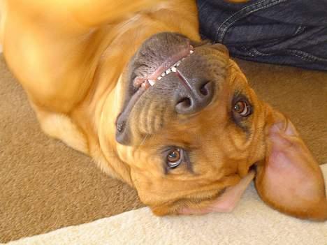 Blanding af racer Malou billede 12