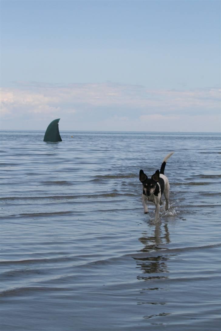 Dansk svensk gaardhund Tezza - Godt hun kommer når jeg kalder................. billede 10