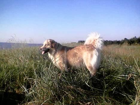 Golden retriever Gabbi billede 1