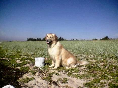 Golden retriever Gabbi - her er vi ved vandet og hun nyder udsigten billede 2