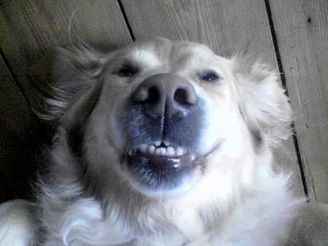 Golden retriever Gabbi - har jeg ikke nogle fine bisser billede 3