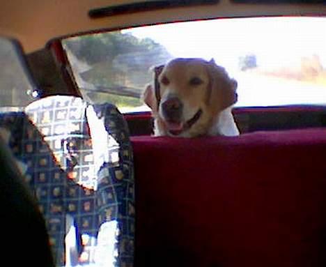 Golden retriever Gabbi - her er jeg med min mor ude at kører, er tit med ved vand og skov billede 4