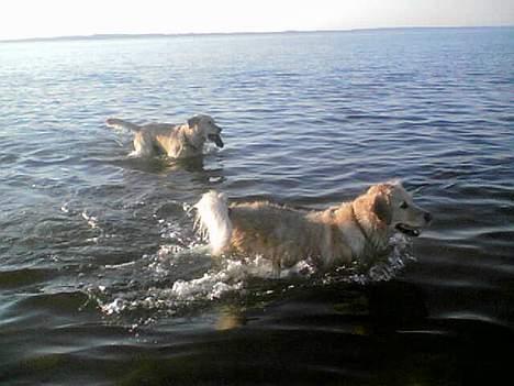 Golden retriever Gabbi - det er dejligt med en dukkert på en varm sommerdag  her sammen med balou billede 5