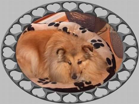 Shetland sheepdog Dodo billede 1