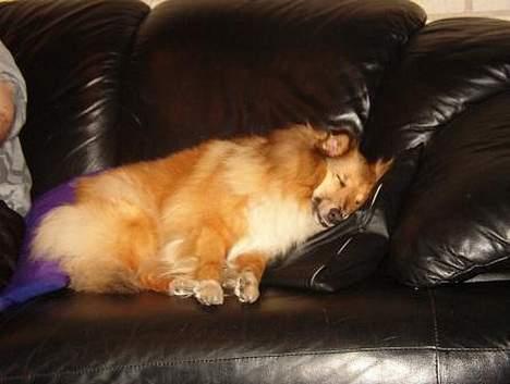 Shetland sheepdog Dodo billede 2