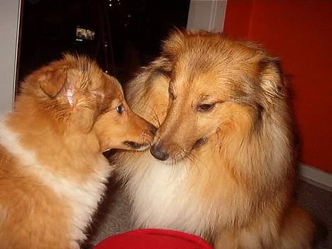 Shetland sheepdog Dodo billede 3
