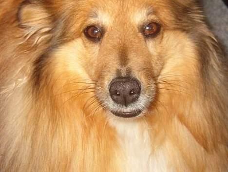 Shetland sheepdog Dodo billede 4