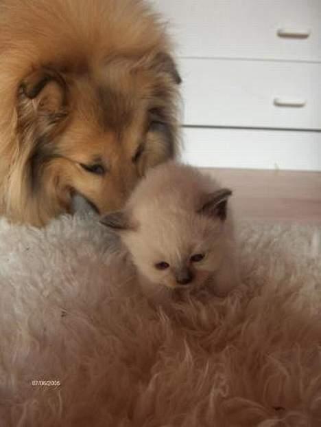 Shetland sheepdog Dodo billede 5