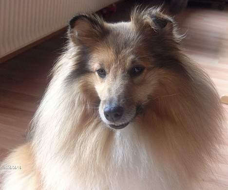 Shetland sheepdog Dodo billede 6