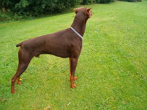 Dobermann Bimse billede 10