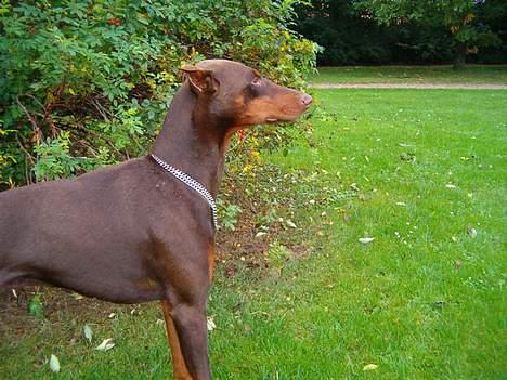 Dobermann Bimse billede 11