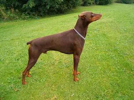 Dobermann Bimse billede 12