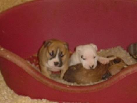 Blanding af racer Misty 15/9-04-25/11-2010 - Misty og hendes søskende billede 19