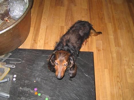 Blanding af racer Misty 15/9-04-25/11-2010 - Balder 24/12-1991-20/11-2005 Balder er den dejligste bassemand billede 20