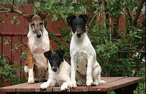 Glathåret foxterrier Egelykke Laura - Jarl 10 år samt Laura & Salsa  billede 1