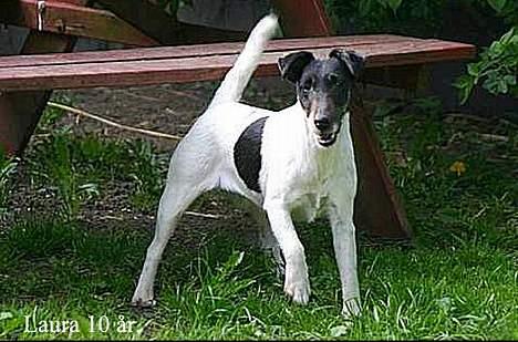 Glathåret foxterrier Egelykke Laura - klar til leg billede 2