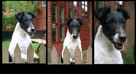 Glathåret foxterrier Egelykke Laura - her se mig når jeg helst skal holde øje med alt. billede 3