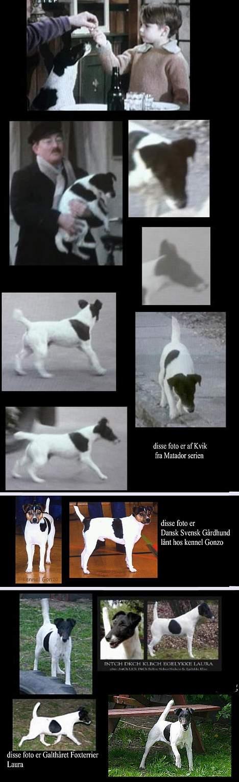 Glathåret foxterrier Egelykke Laura - afgør hvilken hund der er kvik i matador - skriv det som kommentar  billede 4