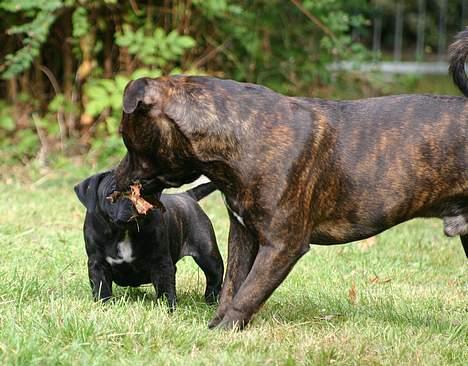 Staffordshire bull terrier Enodden´s Outlaw "NASTY" - Hey Devil skal vi dele det der blad ??? billede 17