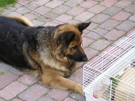 Schæferhund Tilde - Jeg holder i skabt øje med jer små dyr billede 3