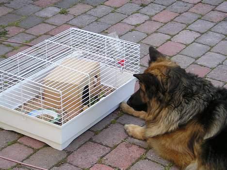 Schæferhund Tilde - Jeg slipper ikke mine marsvin af synde ! billede 4