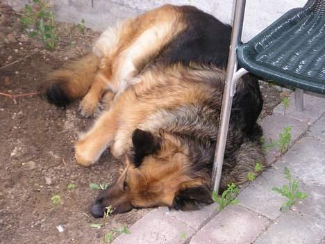 Schæferhund Tilde - " Ssshhh .. være musse stille hun sover ! billede 6